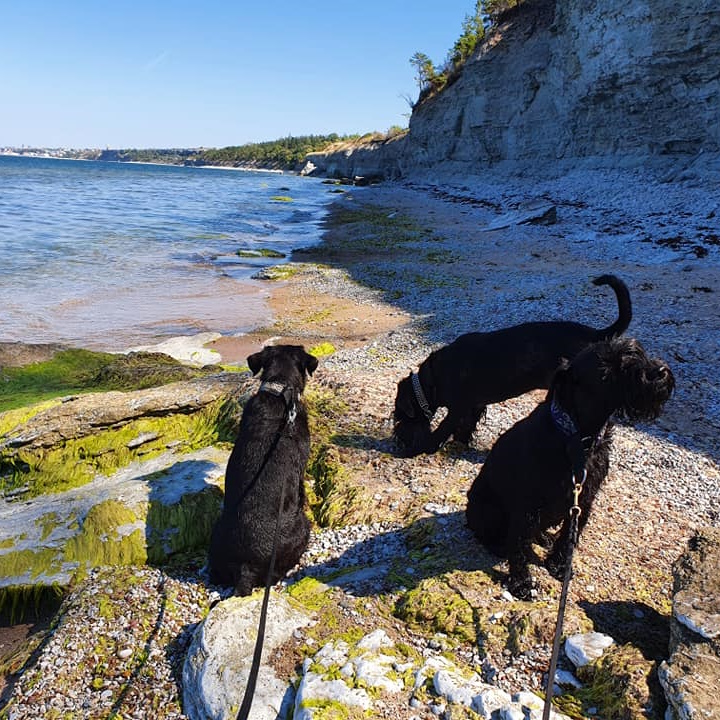 Gotland