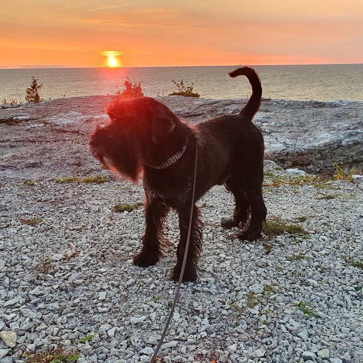 Gotland